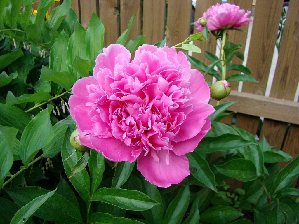 peony-blooming-period